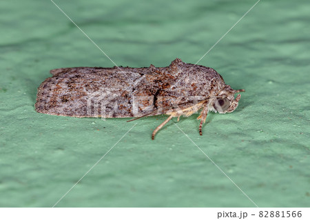 Adult Black-olive Caterpillar Moth 82881566