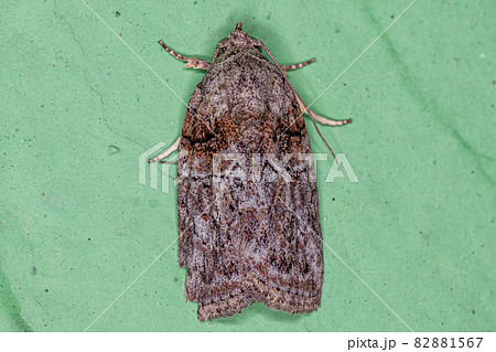 Adult Black-olive Caterpillar Moth 82881567