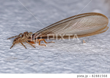 Small Pantropical Jumping Spider 82881568