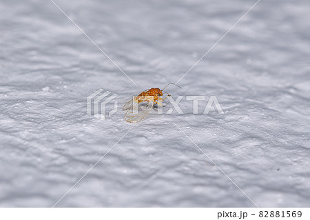 Adult Jumping Plant Lice 82881569