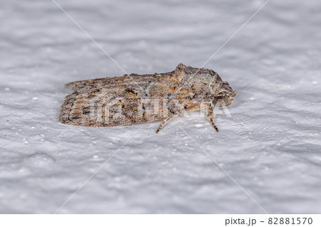 Adult Black-olive Caterpillar Moth 82881570