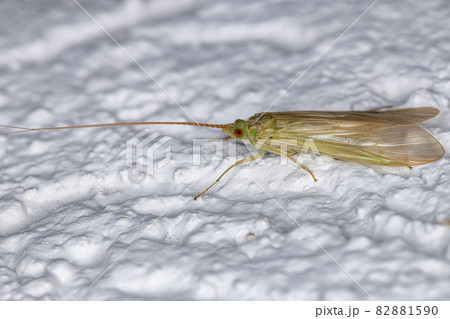 Adult Green Caddisfly 82881590