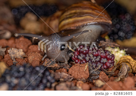 African Giant Snail 82881605