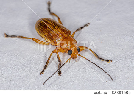 Adult Leaf Beetle Adult Leaf Beetle 82881609
