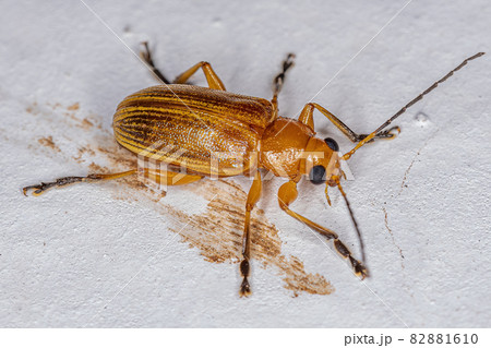 Adult Leaf Beetle 82881610