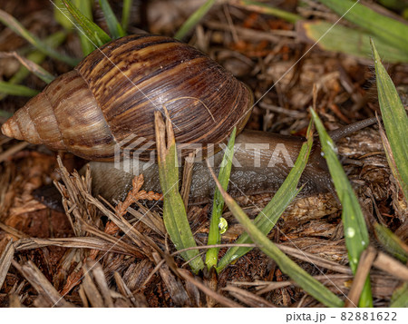 African Giant Snail African Giant Snail 82881622
