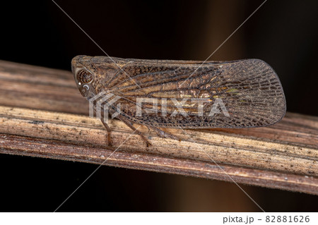 Adult Nogodinid Planthopper Insect 82881626