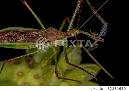 Adult Assassin Bug Adult Assassin Bug 82881630