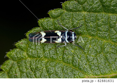 Adult Typical Leafhopper Adult Typical Leafhopper 82881631
