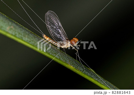 Adult Male Mayfly Adult Male Mayfly 82881643