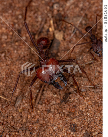 Adult Atta Leaf-cutter Ant Adult Atta Leaf-cutter Ant 82881661