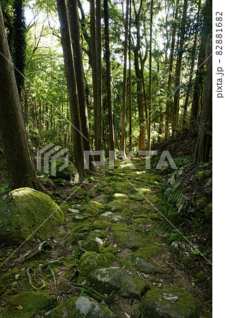熊野古道　松本峠越えの路 82881682
