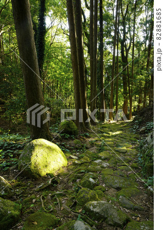 熊野古道　松本峠越えの路 82881685