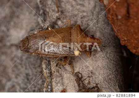 Dead Adult Stink Bug 82881894