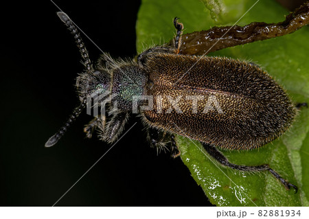 Adult Long-jointed Beetle Adult Long-jointed Beetle 82881934