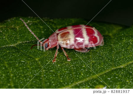 Adult Flea Beetle Adult Flea Beetle 82881937