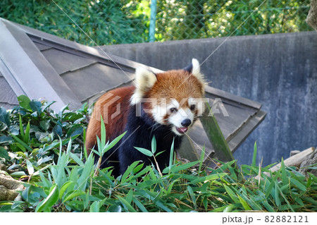 鯖江市西山動物園のレッサーパンダ 鯖江市西山動物園のレッサーパンダ 82882121