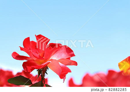 バラのクローズアップ 82882285