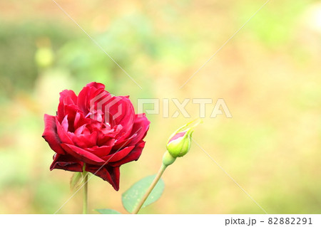 バラのクローズアップ 82882291