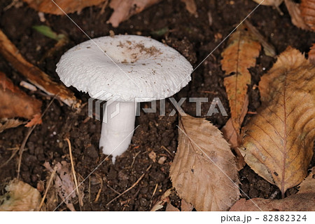 自然　茸　ヒビワレシロハツ、傘の大きさが五～八センチほどの純白のキノコ。薄暗い森の中でよく目立ちます 82882324