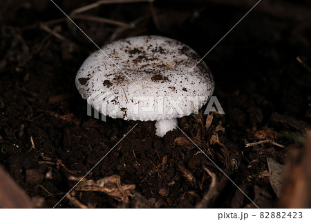 自然　茸　ヒビワレシロハツ、顔を出して間もない頃。傘の縁は内巻きで饅頭のような形 82882423