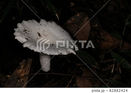 自然　茸　ヒビワレシロハツ、成熟した状態。名前の通り傘の表面がひび割れたようになっています 82882424