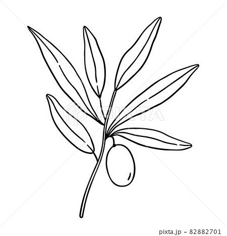 Outline olive branch with leaves isolated on white background Outline olive branch with leaves isolated on white background 82882701