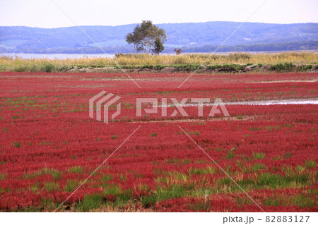 能取湖のサンゴ草 82883127