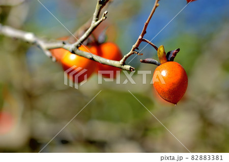 大船フラワーセンター花壇・塾れたろうやがき 82883381