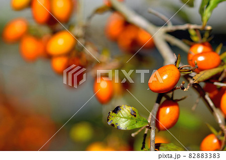 大船フラワーセンター花壇・塾れたろうやがき 大船フラワーセンター花壇・塾れたろうやがき 82883383