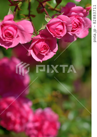 大船フラワーセンター花壇・秋のバラ園 82883711