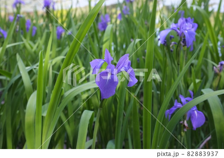 平安神宮神苑に咲く杜若 82883937