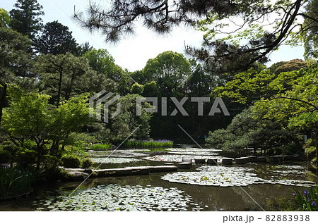 平安神宮神苑の池と睡蓮 82883938