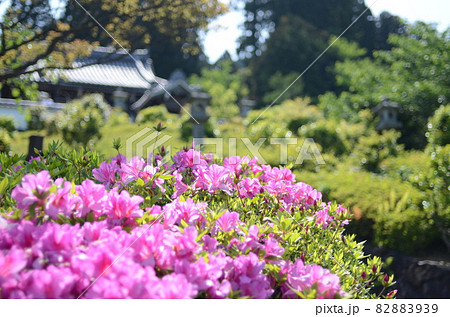 京都 善峯寺に咲くツツジ 京都 善峯寺に咲くツツジ 82883939