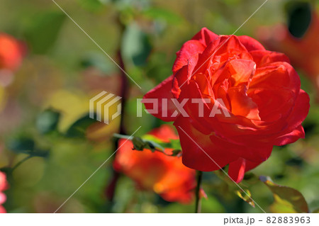 大船フラワーセンター花壇・秋のバラ園 82883963