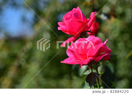 大船フラワーセンター花壇・秋のバラ園 大船フラワーセンター花壇・秋のバラ園 82884220