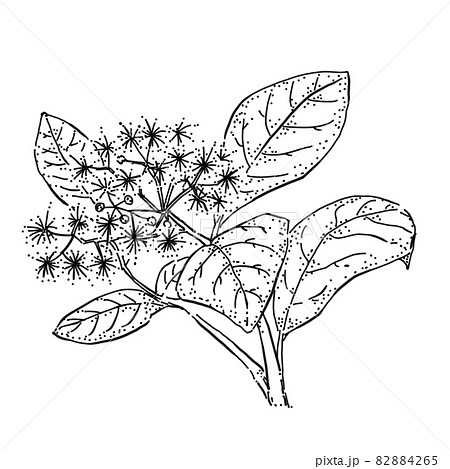 オールスパイスの花のペン画カットイラストのイラスト素材 4265