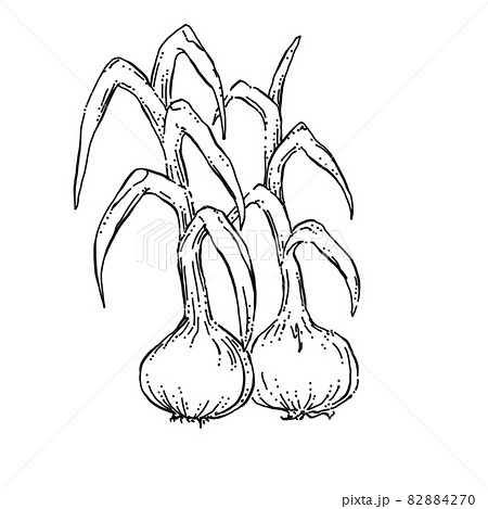 玉ねぎのペン画カットイラストのイラスト素材 4270 玉ねぎのペン画カットイラストのイラスト素材 4270