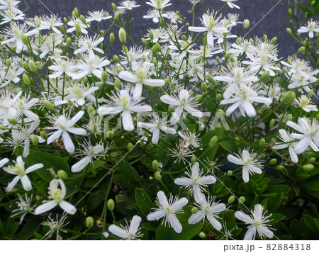 センニンソウ 82884318