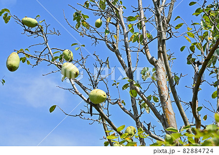 樹木：カリン　バラ科 82884724