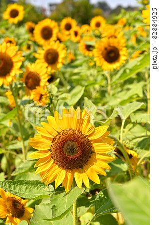 植物：ヒマワリ　キク科 82884925