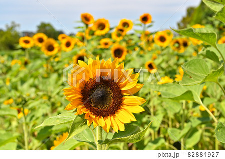 植物：ヒマワリ　キク科 82884927