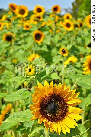 植物:ヒマワリ キク科 植物:ヒマワリ キク科 82884928
