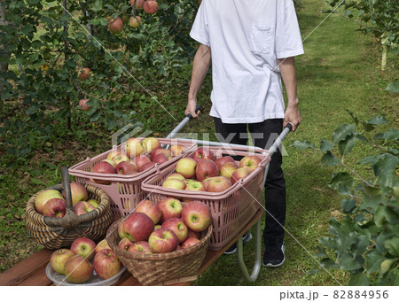 りんご収穫 りんご収穫 82884956