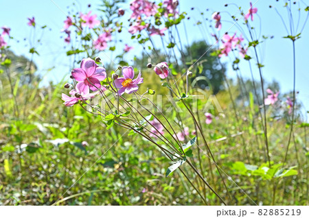植物：シュウメイギク　キンポウゲ科 82885219