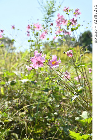 植物：シュウメイギク　キンポウゲ科 82885221