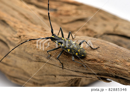 キホシカミキリムシ キホシカミキリムシ 82885346