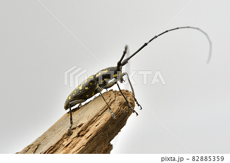 キホシカミキリムシ キホシカミキリムシ 82885359