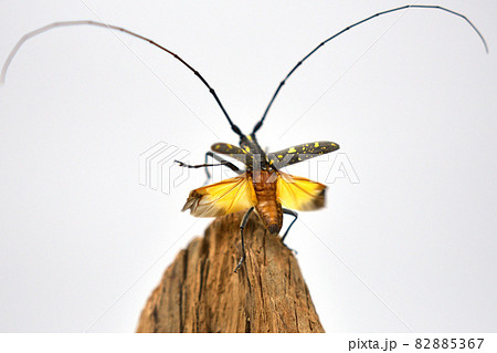 飛び立つキホシカミキリムシ 飛び立つキホシカミキリムシ 82885367