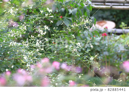 紅白のハギの花 紅白のハギの花 82885441